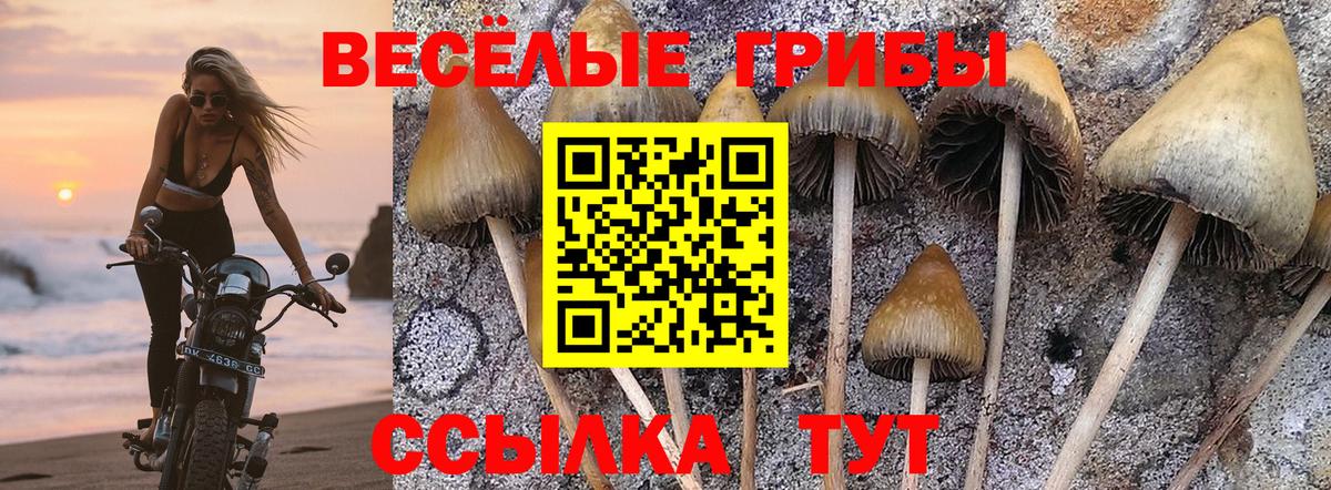 Псилоцибиновые грибы GOLDEN TEACHER Бирск